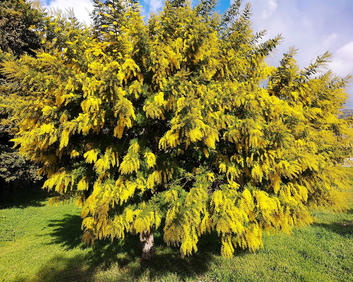 Le mimosa, roi de l'hiver