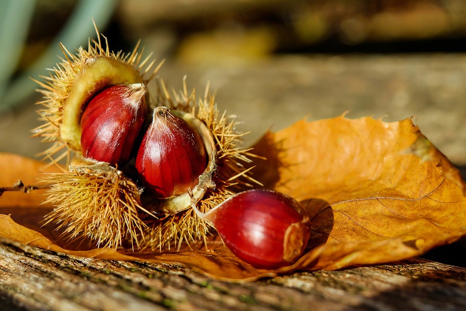 marrons-article-sanhen